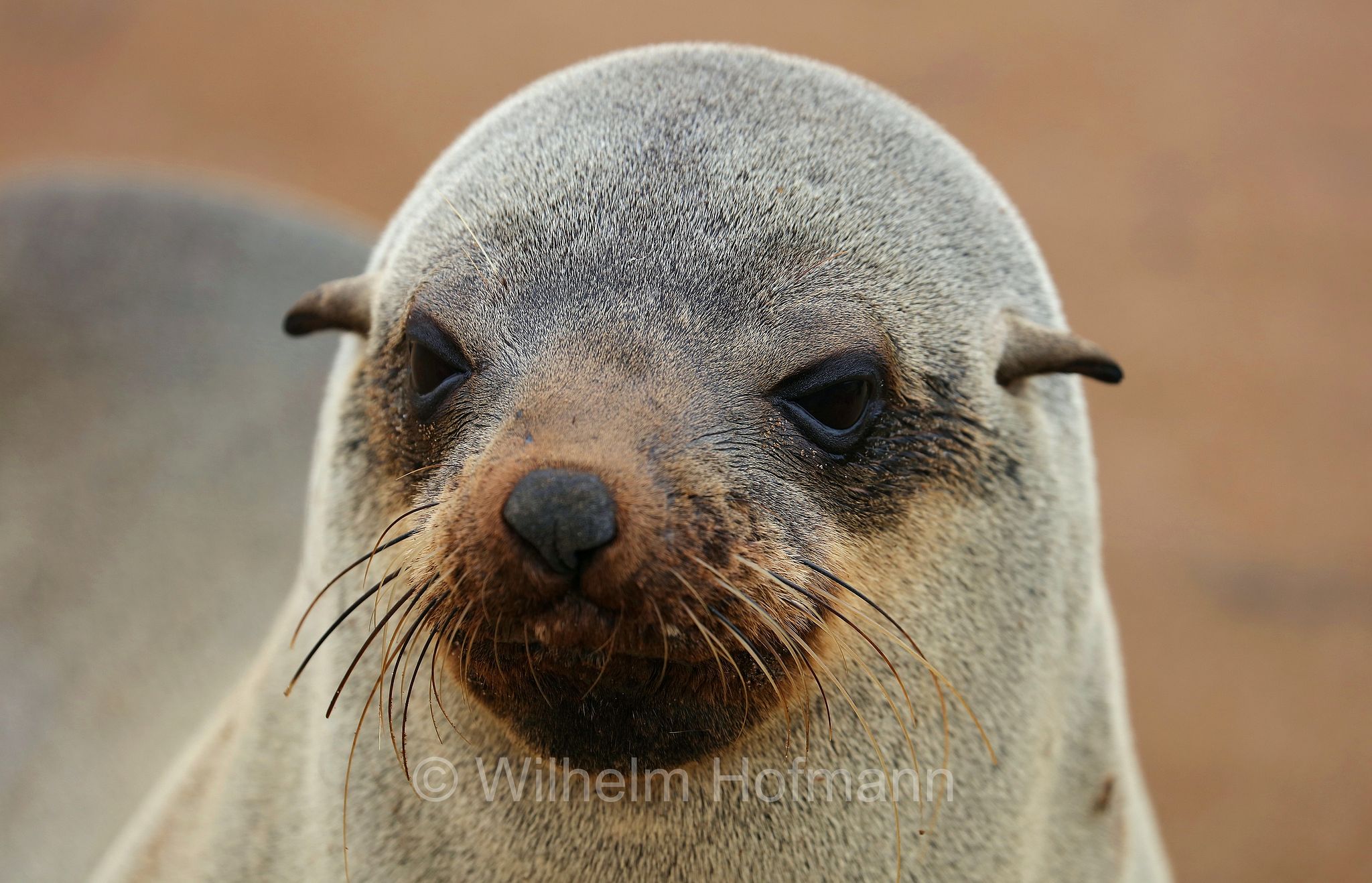 Arctocephalus pusillus, Cape fur seal, Afro-Australian fur seal, Südafrikanischer Seebär, otaria orsina del Capo, otaria orsina sudafricana, otaria orsina australiana, Cape Cross, Kreuzkap, Kaap Kruis, Skeleton Coast, Namibia