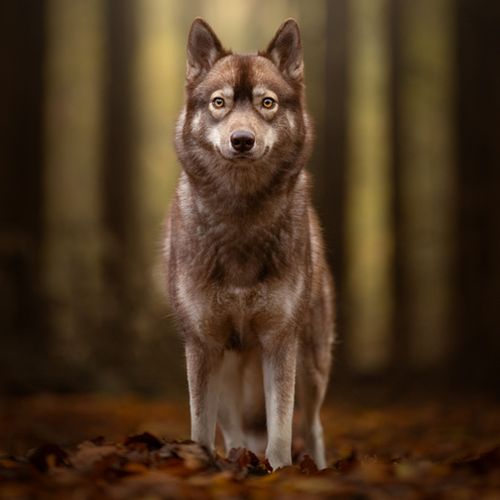 Het mooiste fotografieseizoen