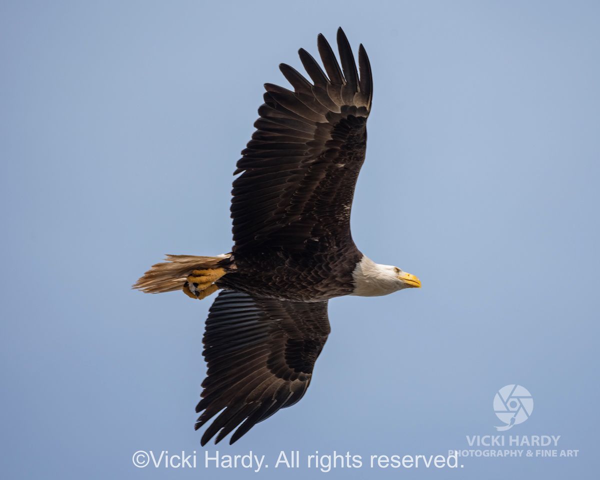 Vicki Hardy Photography Wildlife
