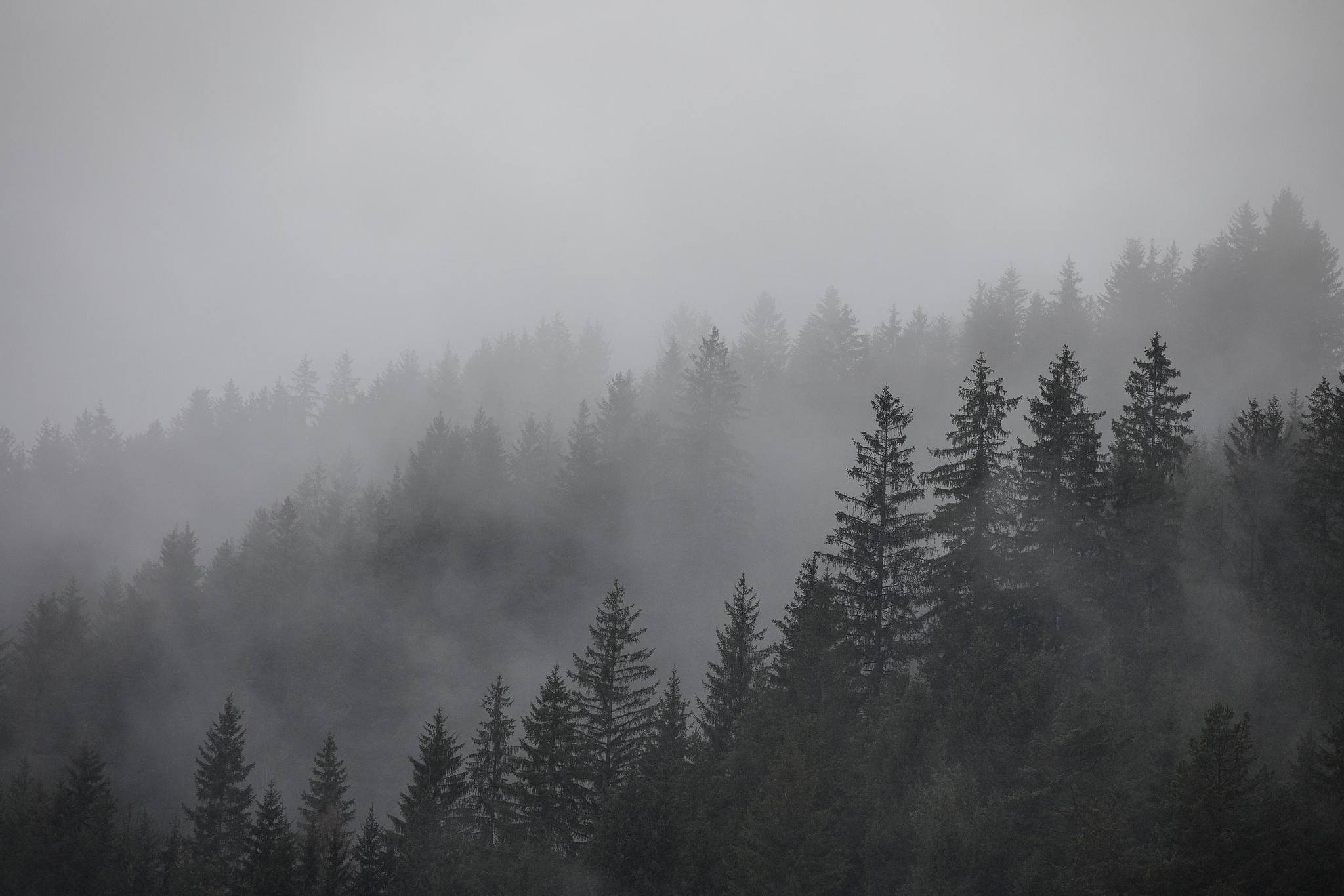 Pentes boisées noyées dans la brume.
