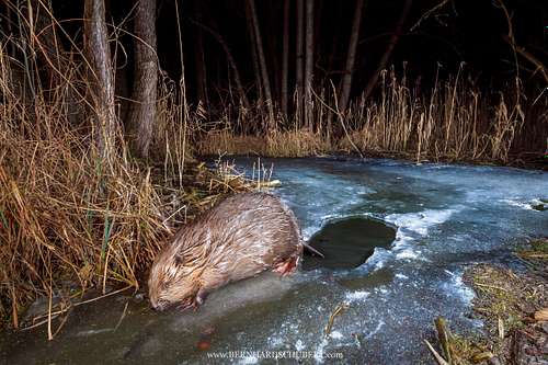 Castor fiber - Eurasian Beaver