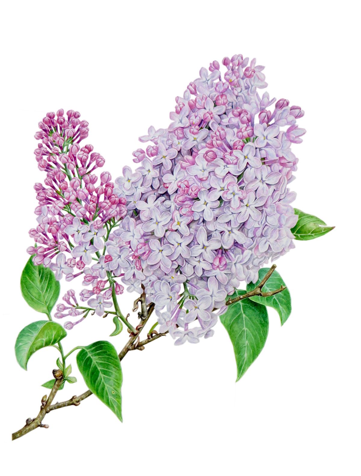 Botanical artwork of Common Lilac