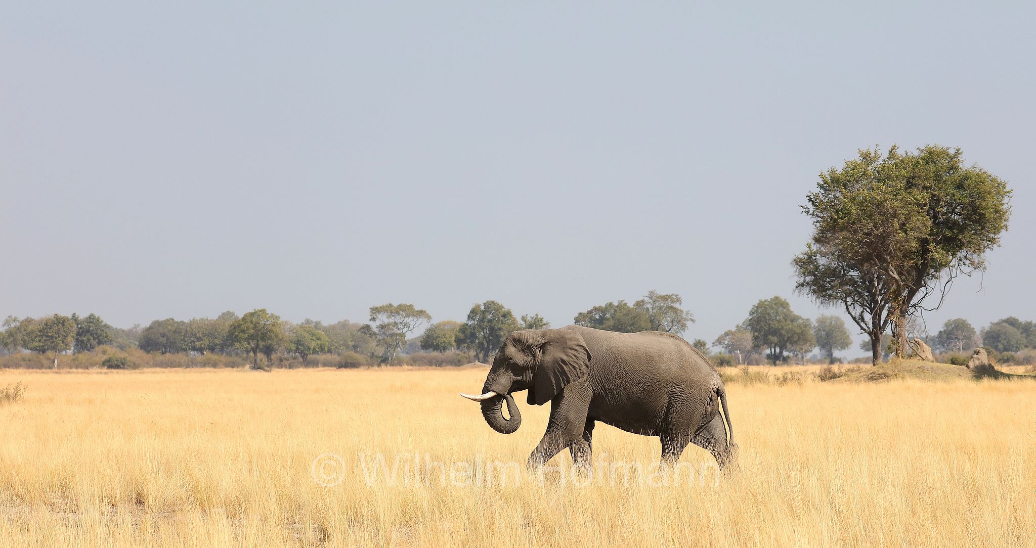 African bush elephant, African savanna elephant, Afrikanischer Elefant, Afrikanischer Buschelefant, Afrikanischer Savannenelefant, Afrikanischer Steppenelefant, elefanto africano, elefanto africano di savana, Moremi Game Reserve, Moremi-Wildreservat, Okavango Delta, Okavango Grassland, Botswana, Republik Botsuana