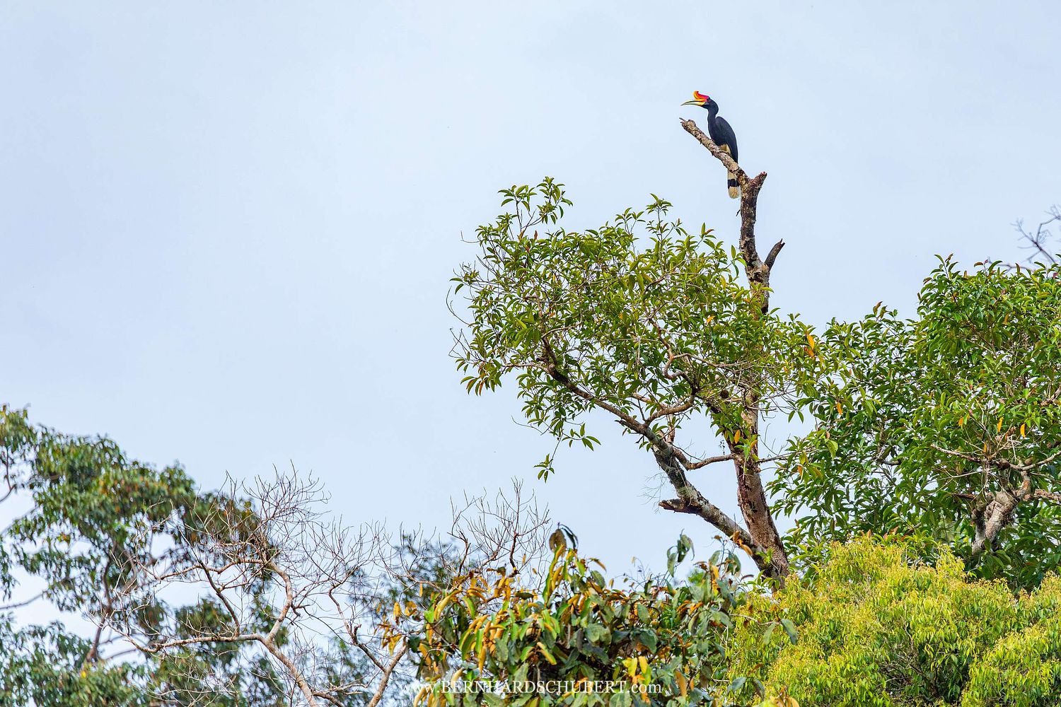 Buceros rhinoceros - Rhinozerosvogel