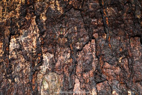 Acantheis sp. - Long-legged wandering spider