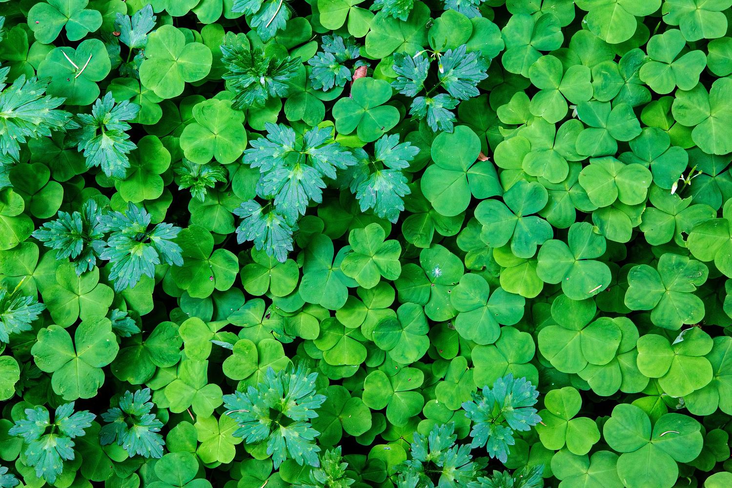 Noah Conzetti Photography