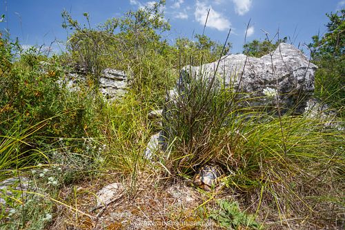Testudo hermanni - Hermann's tortoise