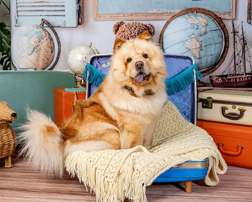 Traveling Tails - Spring Pop Up at Dexter's Deli Del Mar