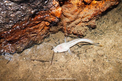 Channa sp. - Snakehead depigmenation