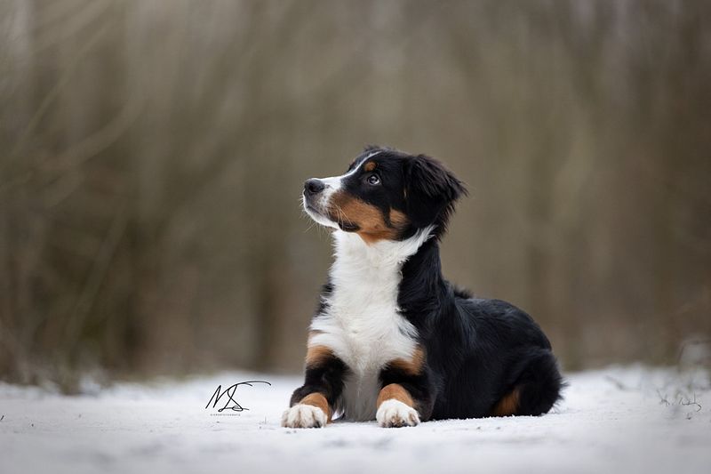 WINTERSHOOT