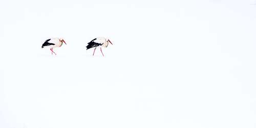 Ciconia ciconia - White stork