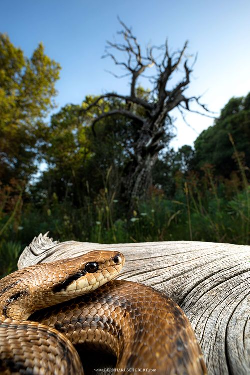 Elaphe quatuorlineata - Four-lined snake