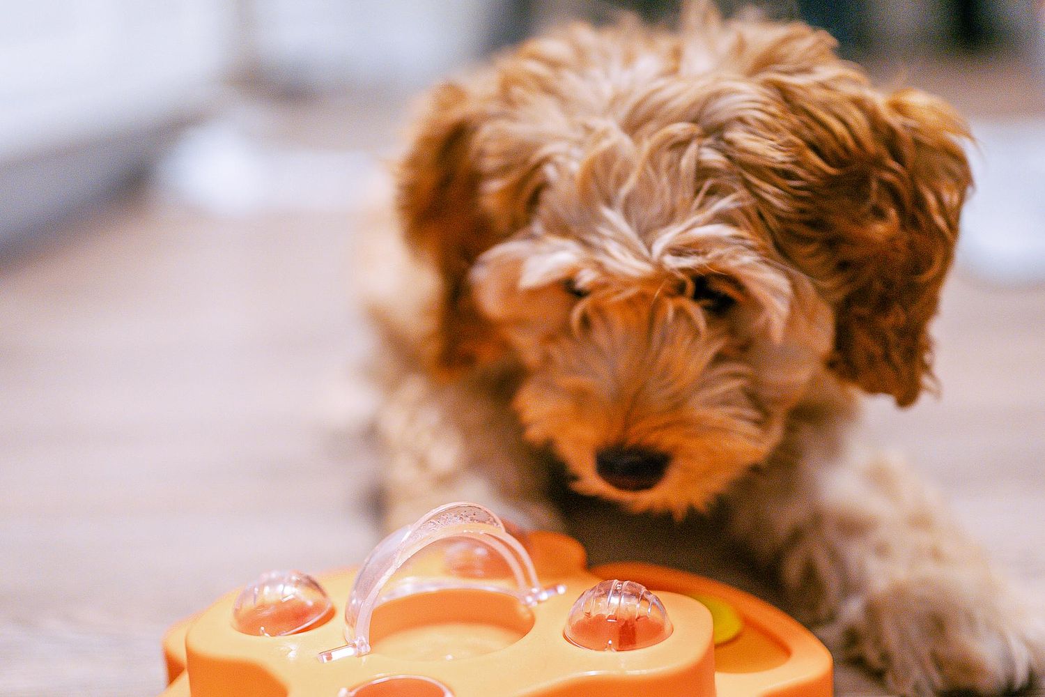 Pedro Nomberto Photography