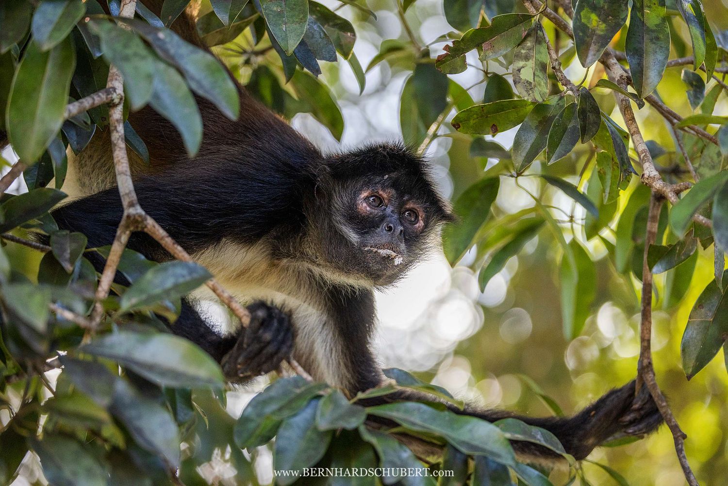 Ateles geoffroyi - Geoffroys Klammeraffe