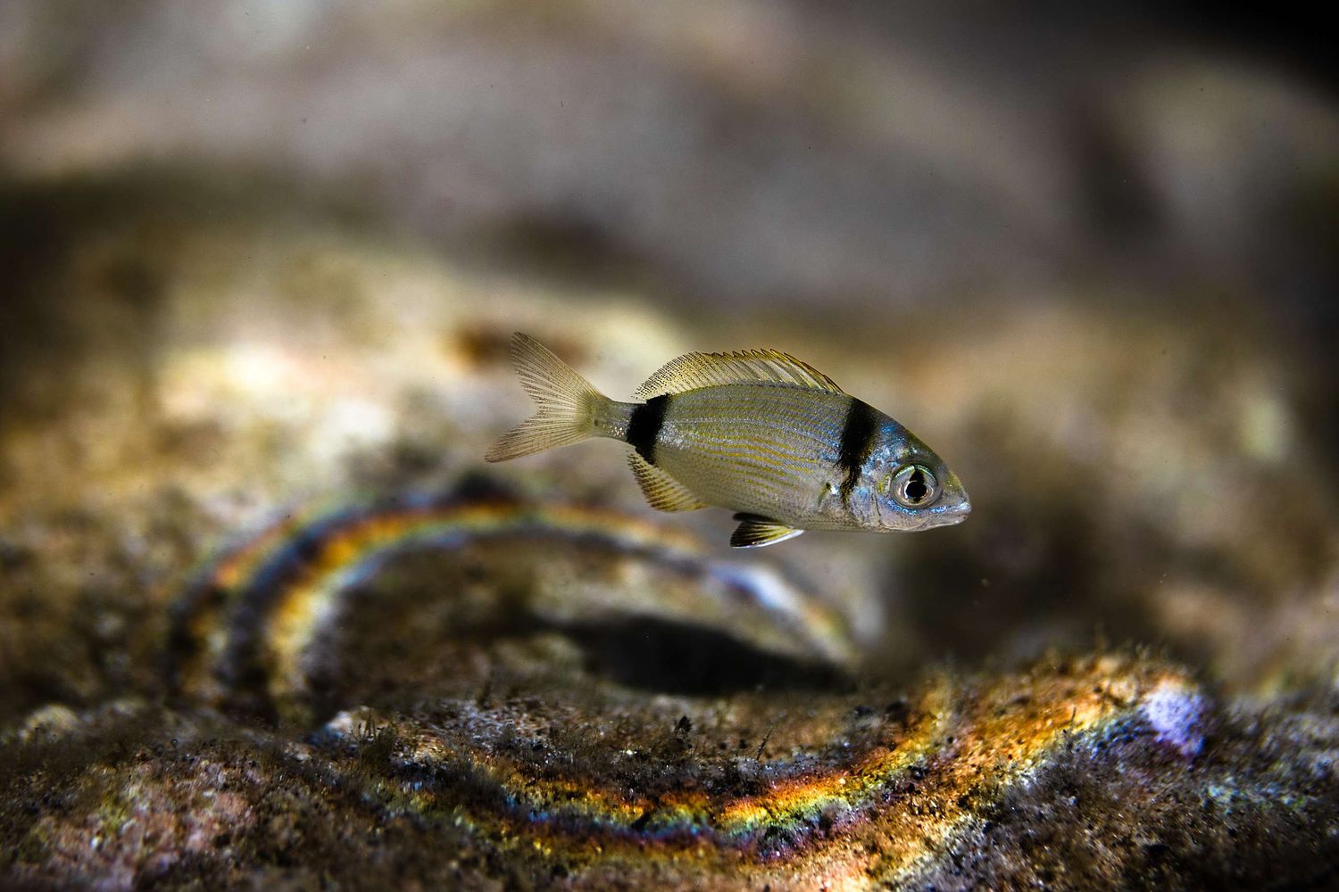 Diplodus vulgaris - Zweibindenbrasse