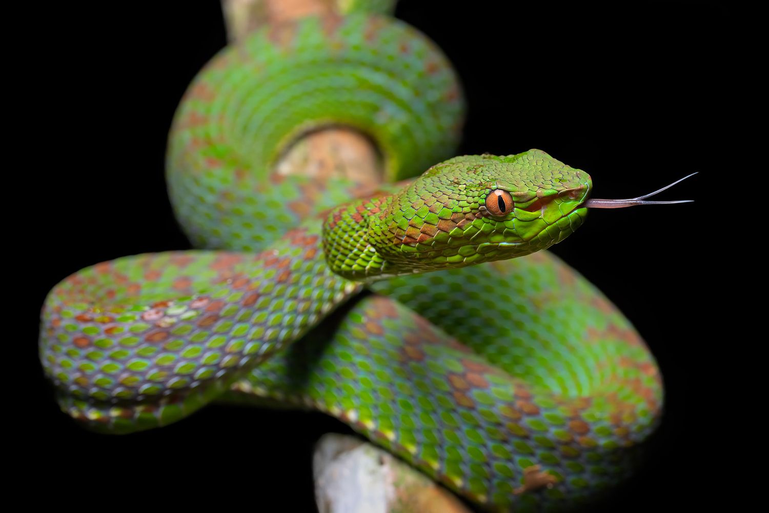 Rashed Alsumaiti's offical website