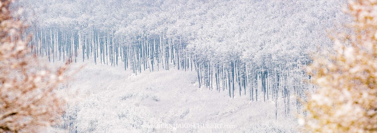 Beech forest winter