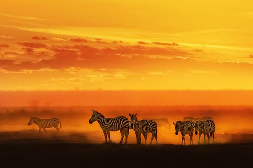 Zebra in Vibrant African Sunset