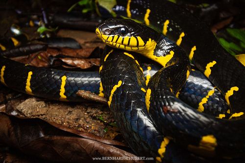 Boiga melanota - Western mangrove cat snake