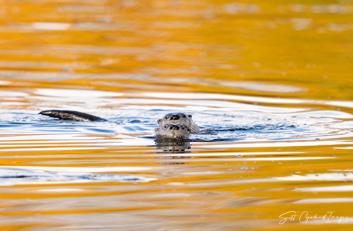 Otters in Guilded Waters