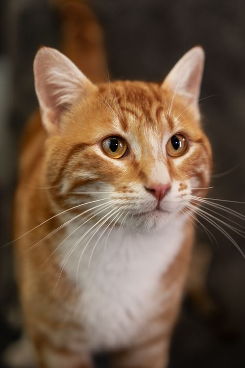 Portrait of an orange cat.