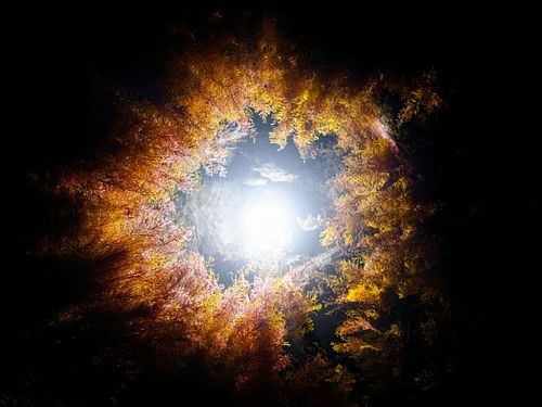 Gezeitentümpel-Auge