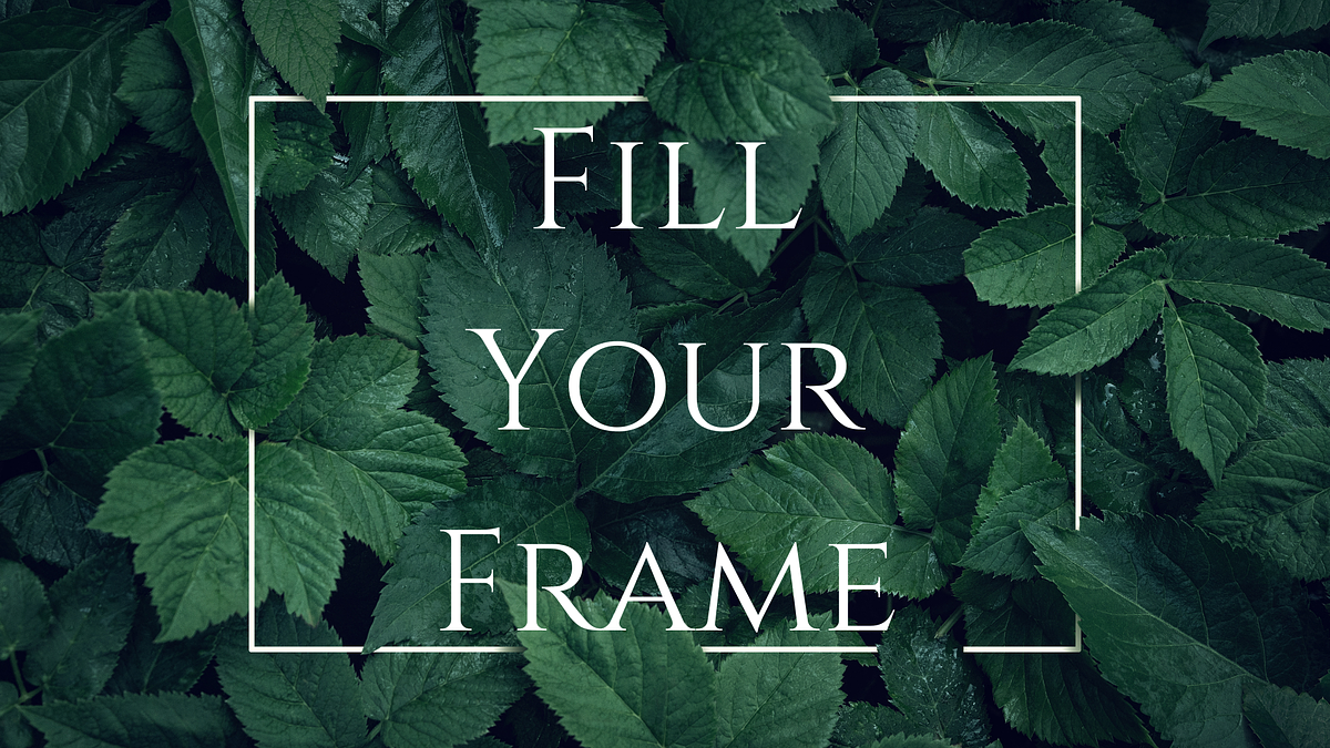 A reminder to fill the frame when composing a strong photograph.