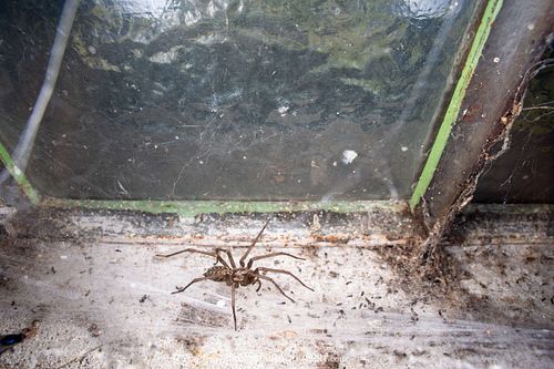 Eratigena atrica -Giant house spider