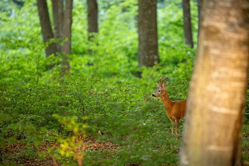 Capreolus capreolus – Reh