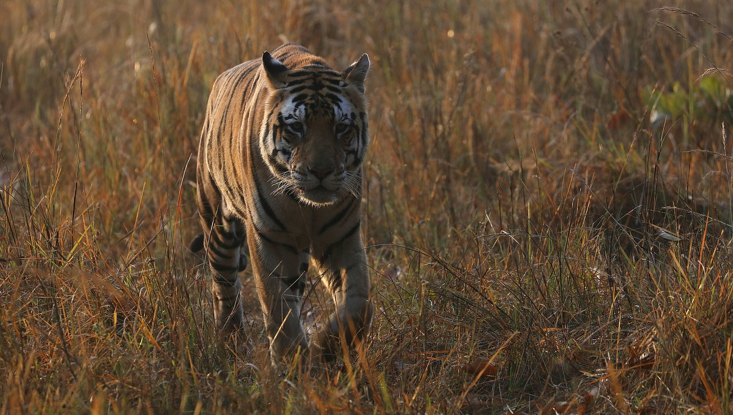 -World Wild Wonders-