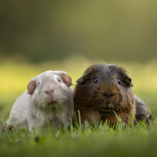OVERIGE HUISDIEREN