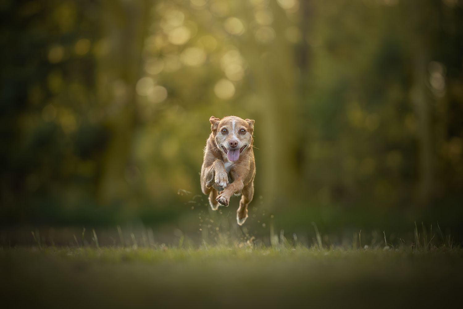 NLS Dierenfotografie