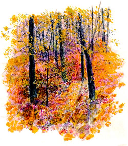 Autumn woodland, trees, ferns