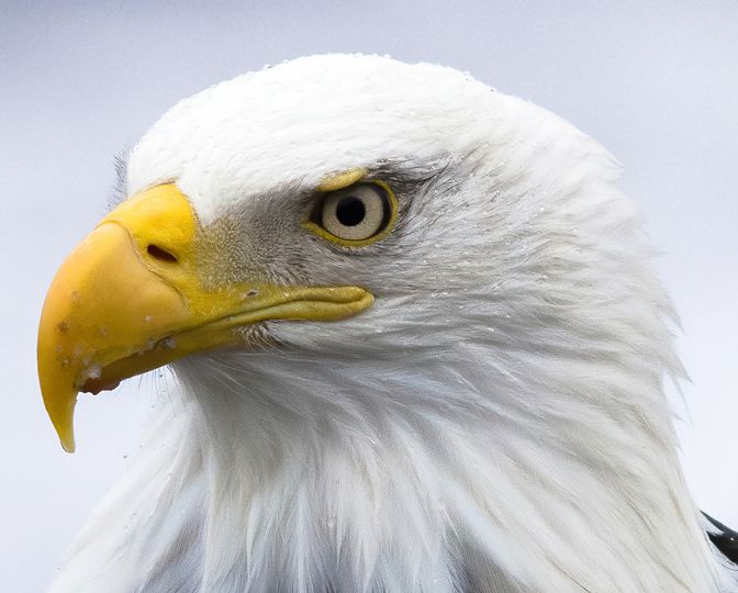 Master the Art of Eagle Photography With These Mind-Blowing Techniques