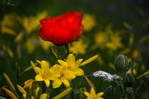 Im Garten Obertalweg 14
