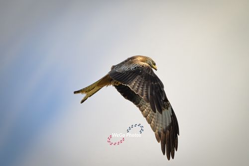 Red Kites in Wales