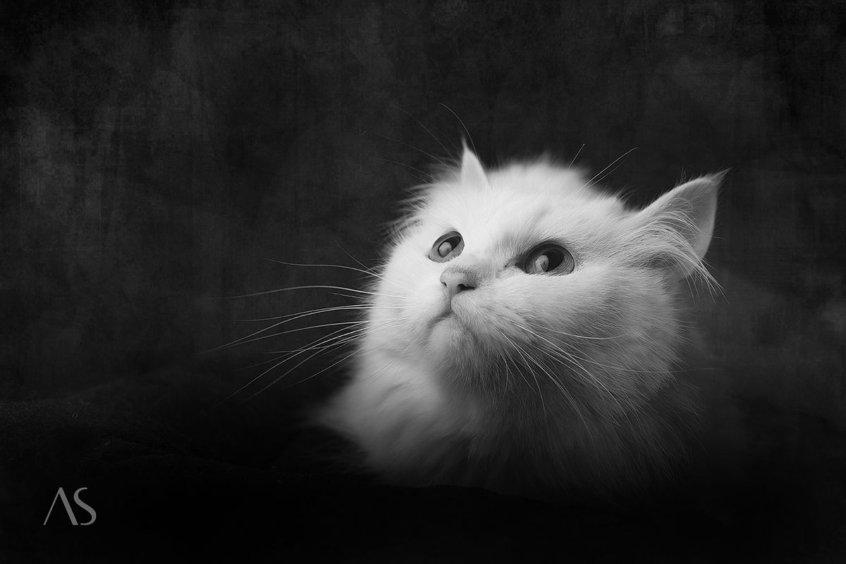 Cat Portraits by Pet Photographer Akkil Suvarna