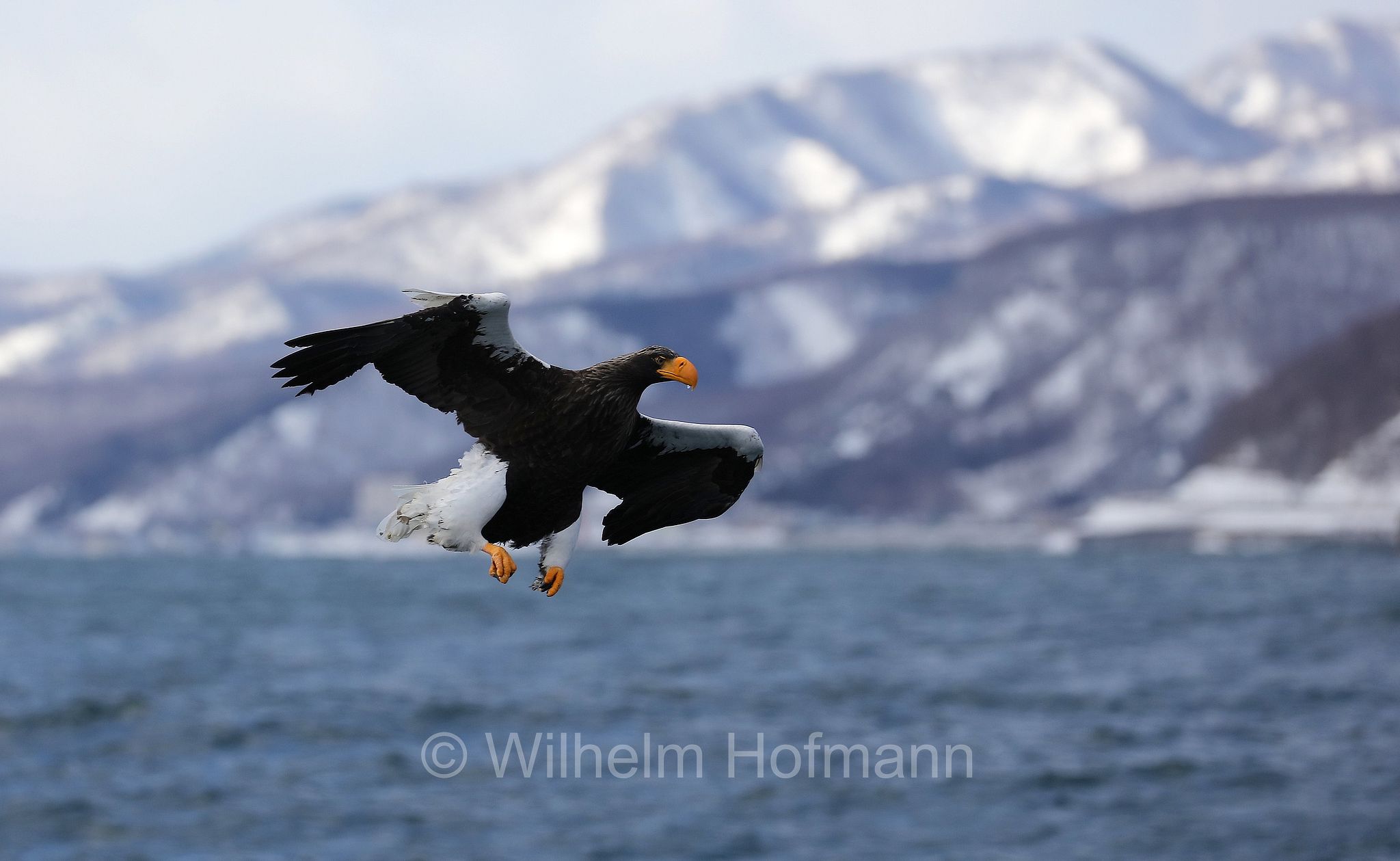 Steller's sea eagle, Pacific sea eagle, white-shouldered eagle, Riesenseeadler, aquila di mare di Steller, Haliaeetus pelagicus, Rausu, penisola di Shiretoko, Shiretoko Peninsula, Shiretoko-Halbinsel, Hokkaidō, Hokkaido, Japan, Giappone