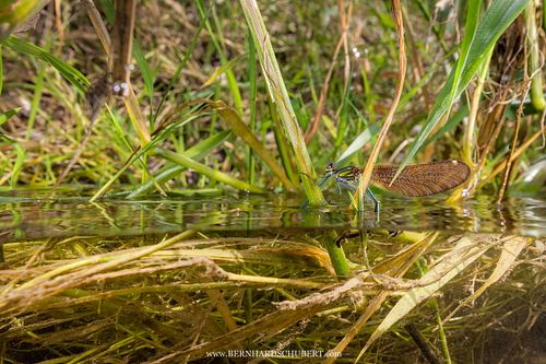 Calopteryx virgo - Blauflügel-Prachtlibelle