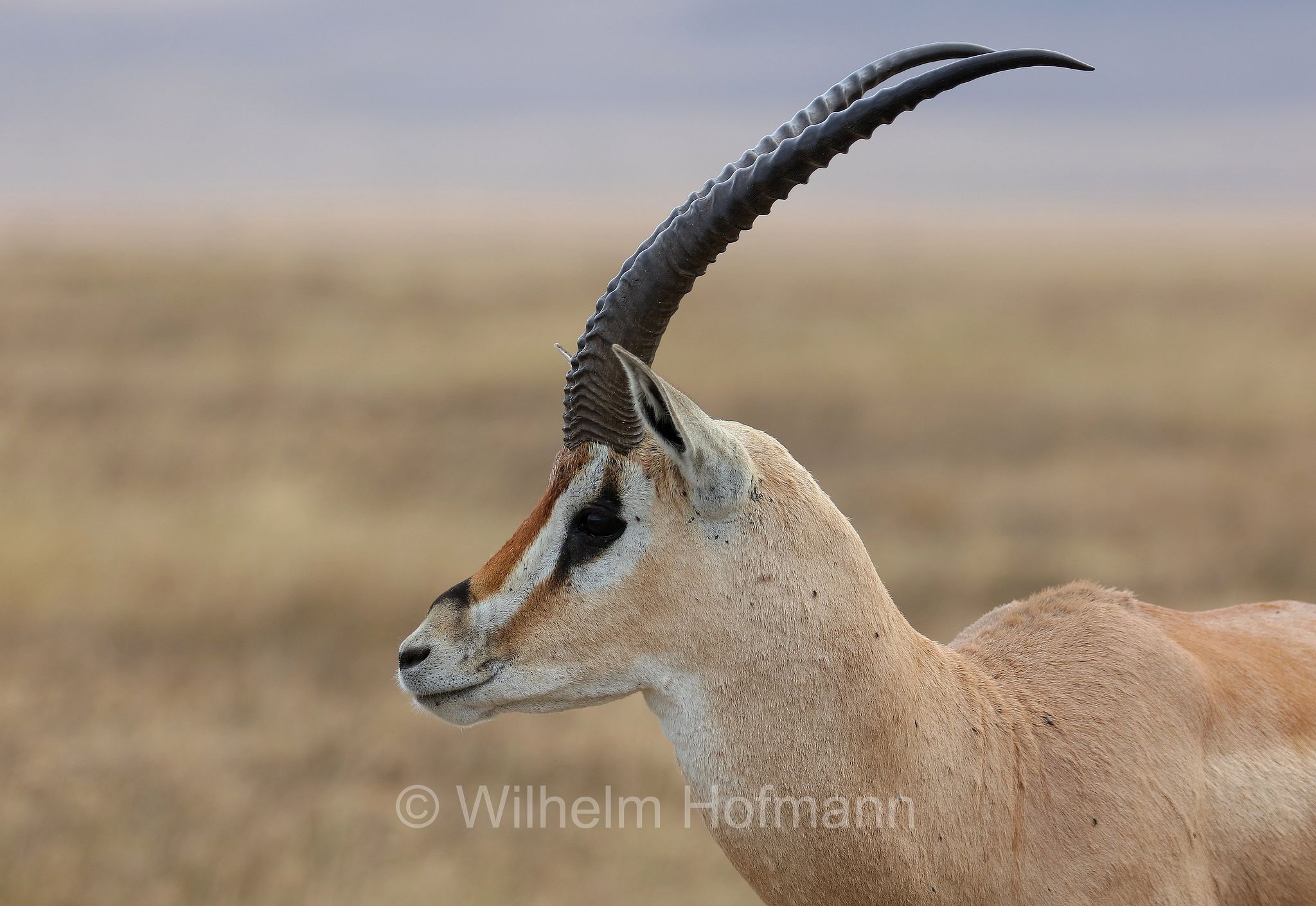 nanger granti, Grant's gazelle, southern Grant's Gazelle, Südliche Grant-Gazelle, gazella di Grant﻿, area di conservazione di Ngorongoro, Ngorongoro Conservation Area, Ngorongoro Krater, Tanzania, Tansania