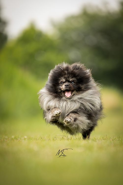 Actiefoto dwergkees kleine grijze floof rent blij door gras