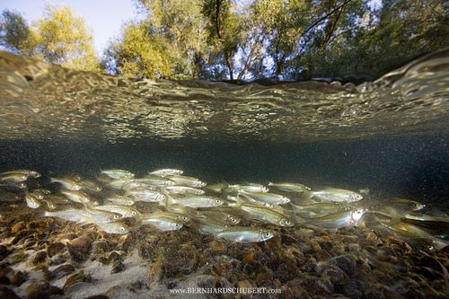 Alburnoides bipunctatus - Schneider