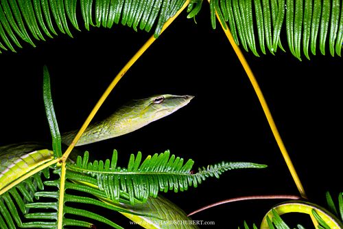 Ahaetulla prasina - Asian vine snake