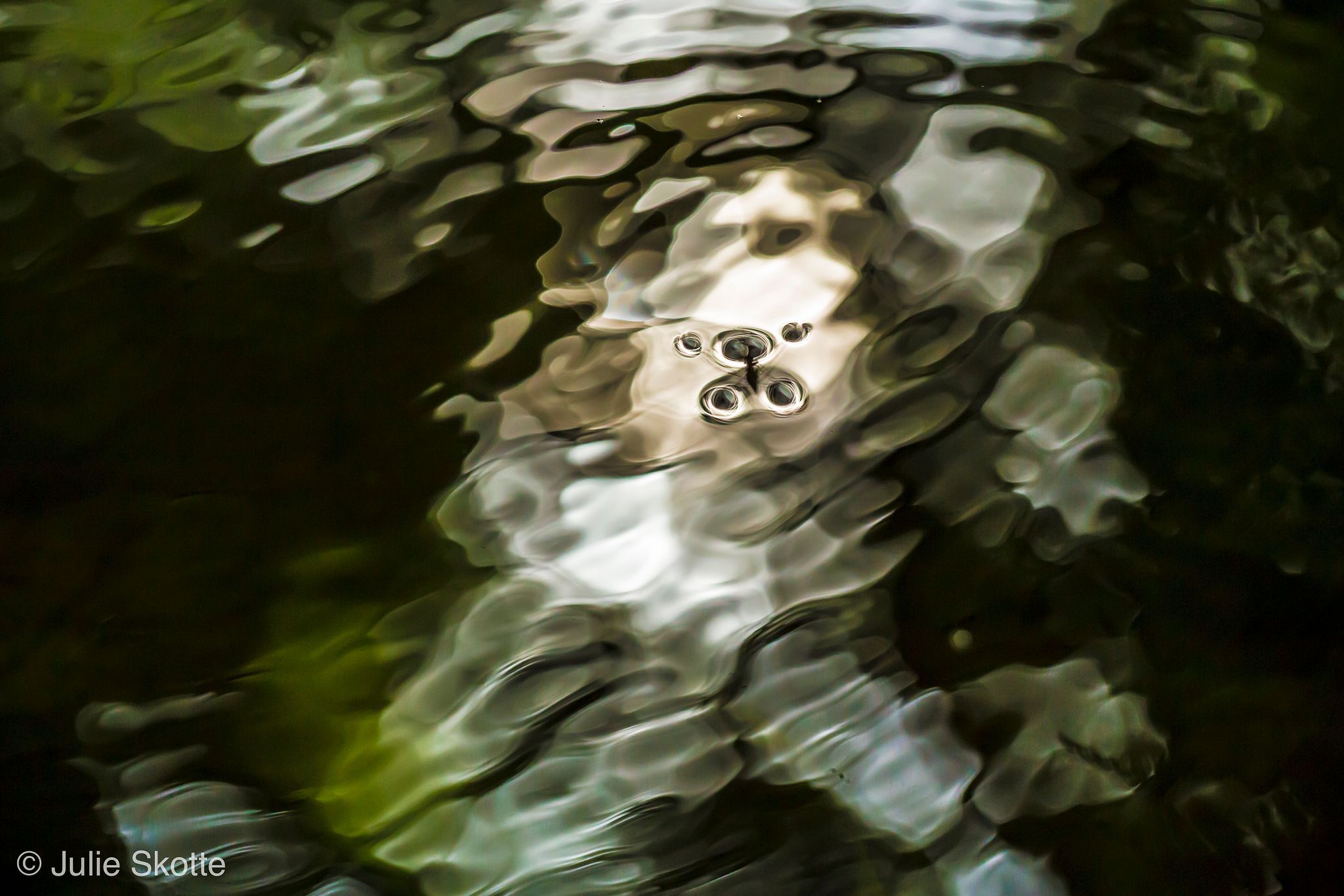 Julie Skotte - Nature Photography