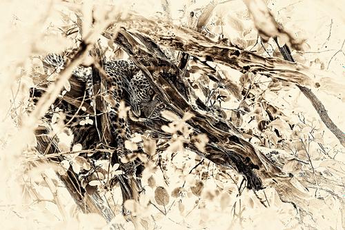 Photo sepia d'un léopard en Tanzanie