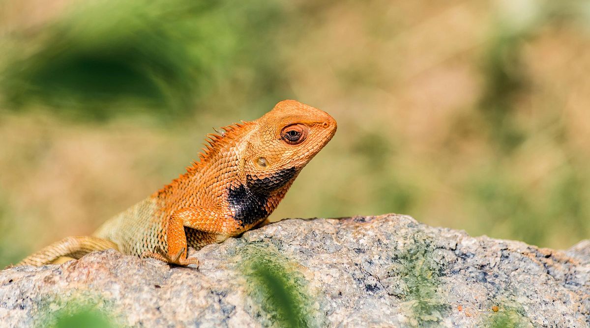 Bird, bird photography, forest jungle, macro, Bird, animal, bird photography, forest jungle, macro,