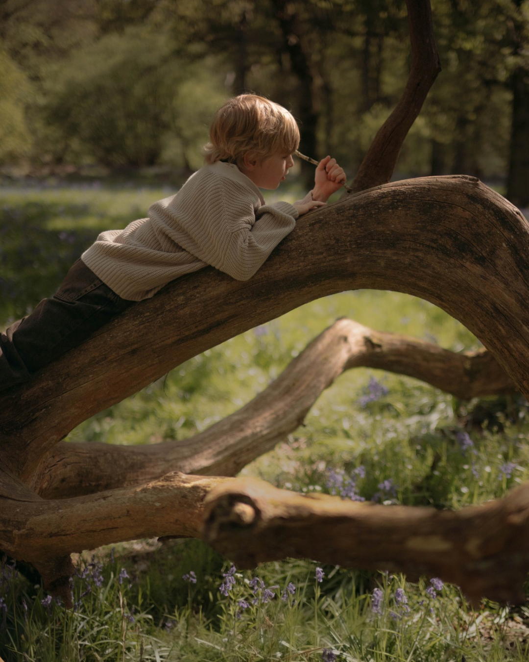 Boy sitting on curved tree branch in bluebell woodland, natural children's lifestyle photography