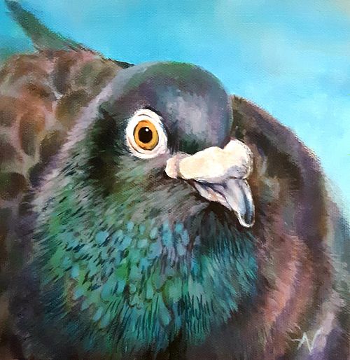 Pigeon portrait with sharp and attentive eyes