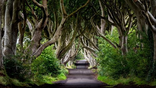 The Dark Hedges, Co. Antrim, Northern Ireland