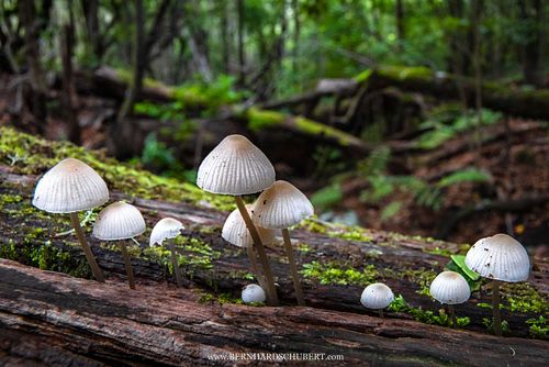 Mycena sp. - Bonnets on deadwood